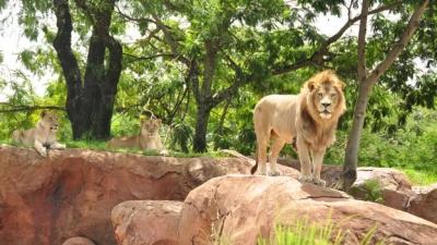 Disney's Animal Kingdom