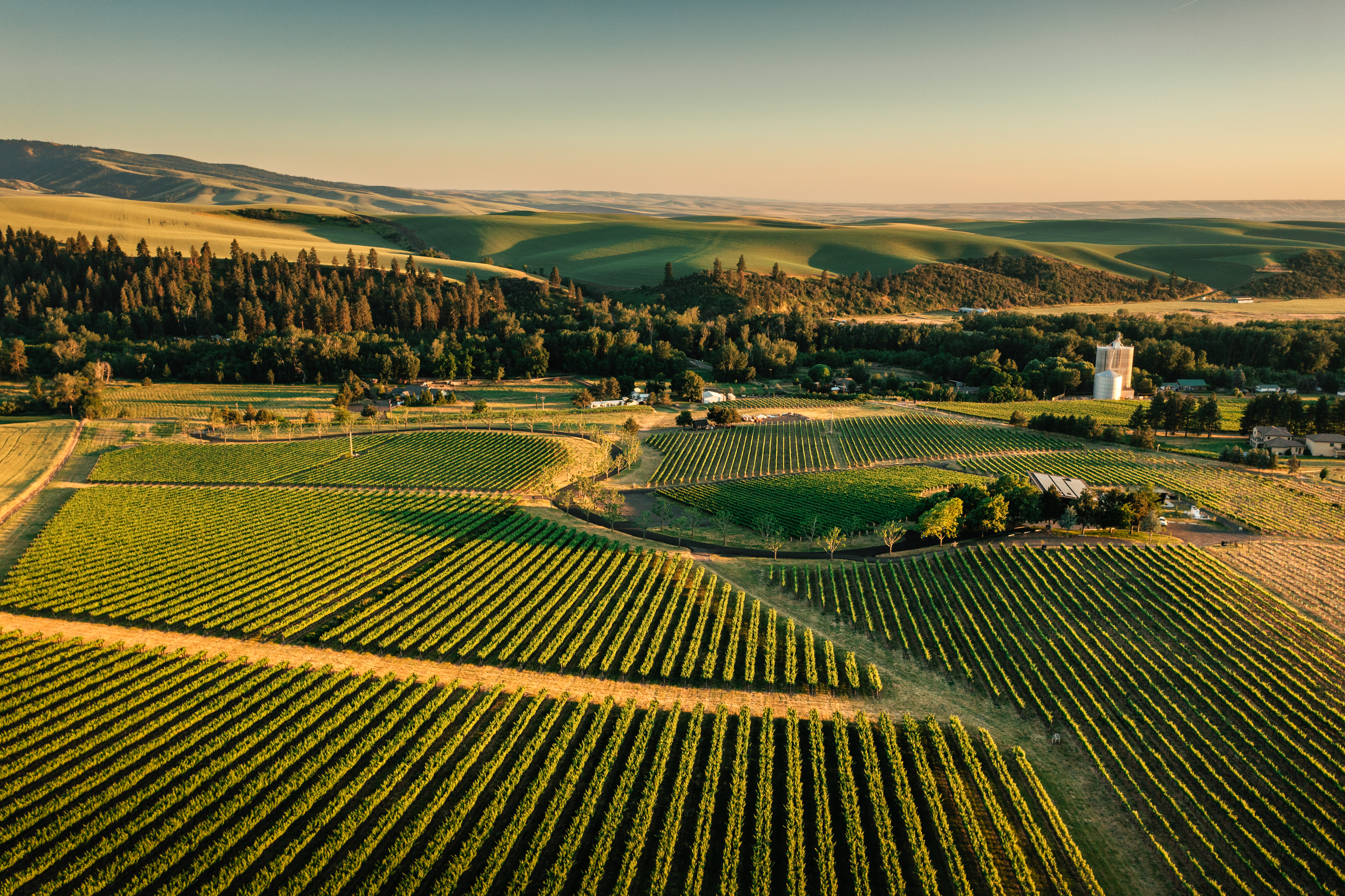 Vineyards above Walla Walla at golden hour