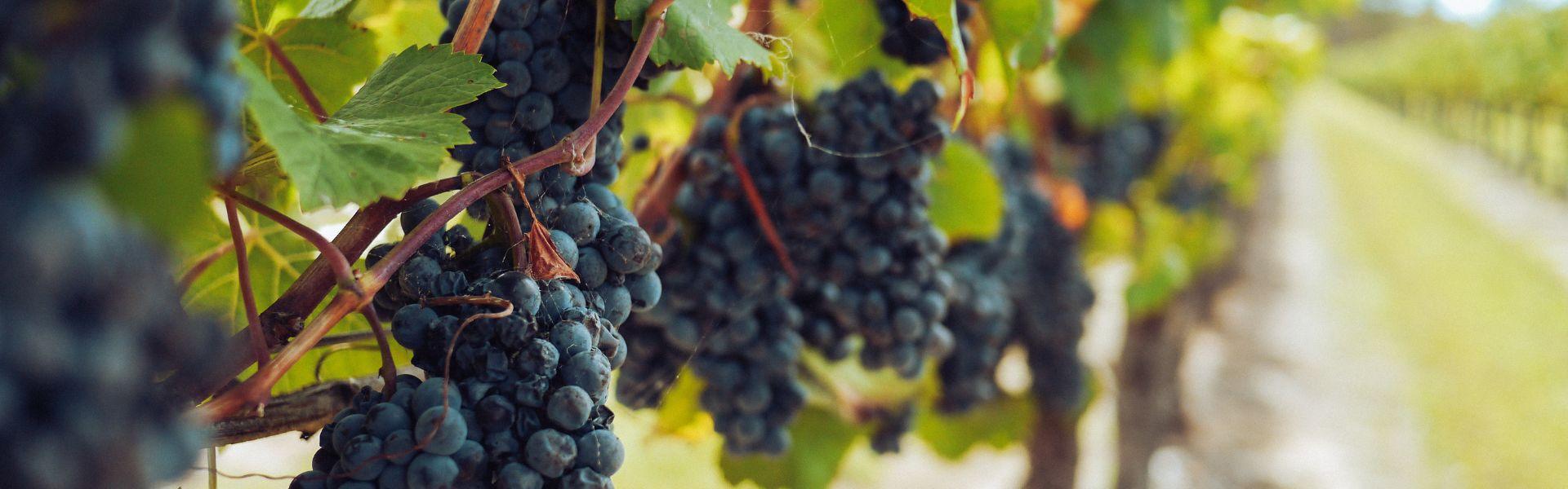 Our 6 Wine Districts