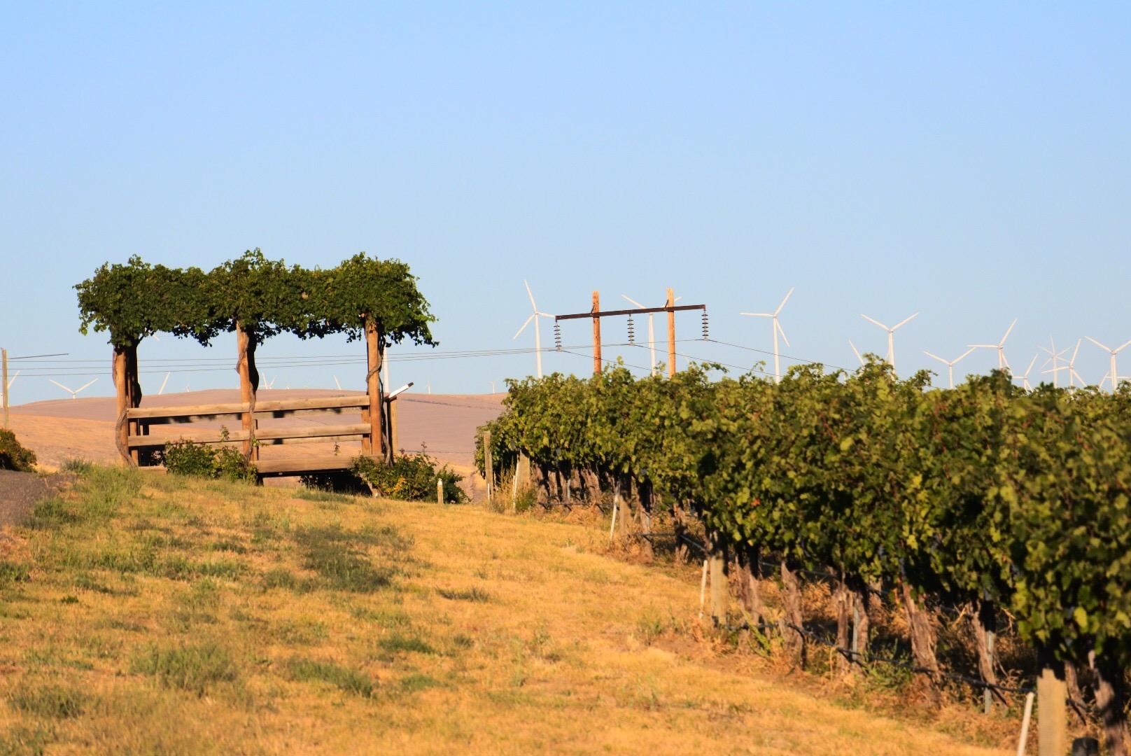 Pepper Bridge Vineyard to Winery Experience